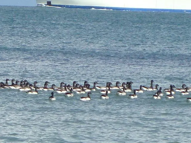 Clifford House Bed & Breakfast 4*